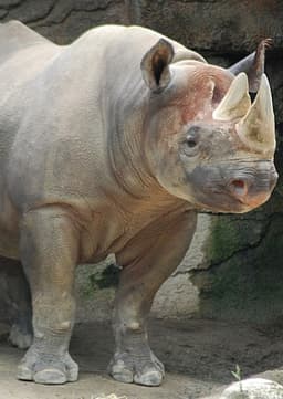 Black Rhino