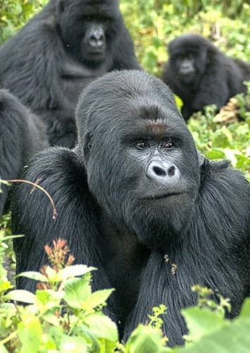 Mountain Gorilla
