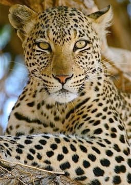 Leopard