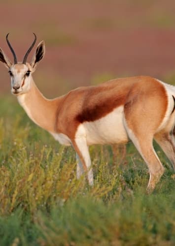 Antelope