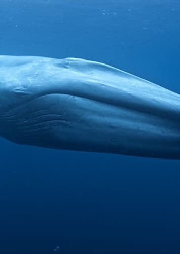 Blue Whale