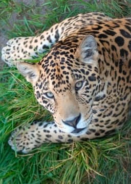 Jaguar