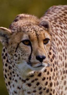 Cheetah
