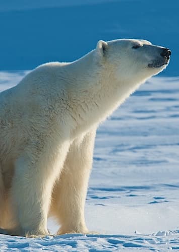 Polar Bear