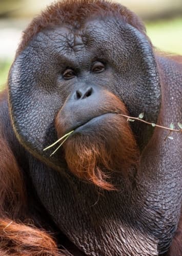 Orangutan
