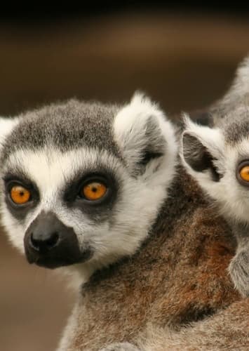 Ring-Tailed Lemur