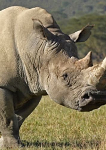 Rhinoceros