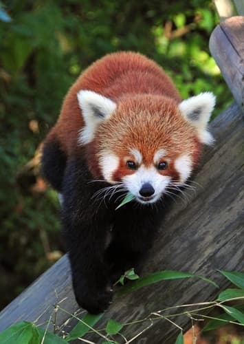 Red Panda
