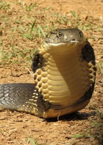 King Cobra