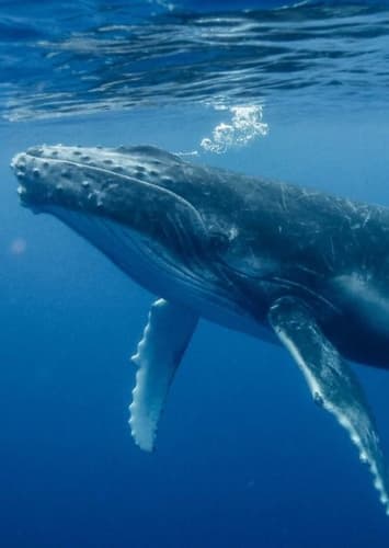 Humpback Whale