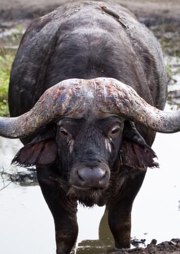 African Buffalo