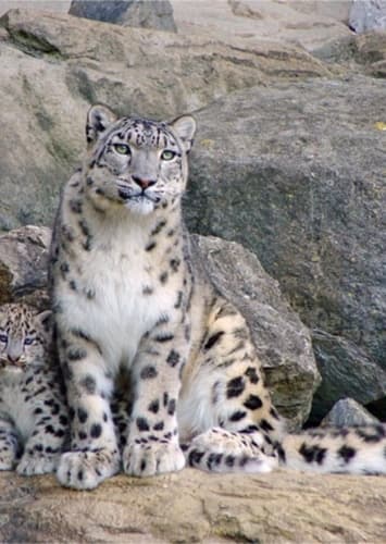 Snow Leopard