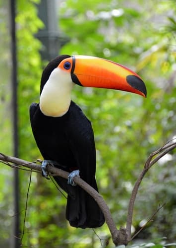Toucan