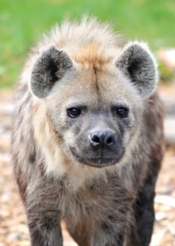 Hyena