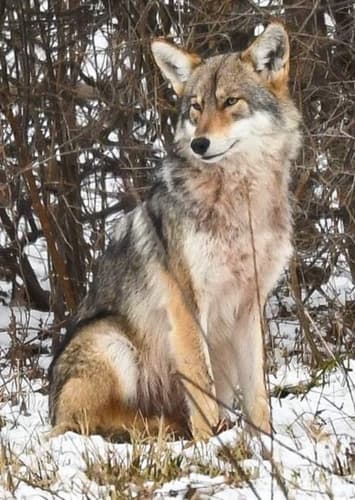 Coyote