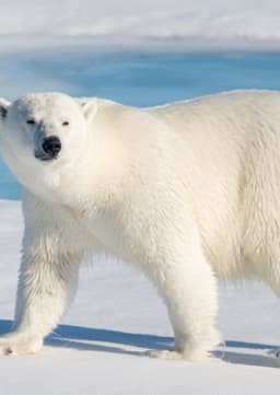 Polar Bear