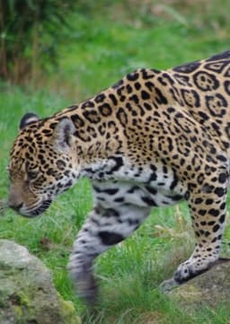 Jaguar