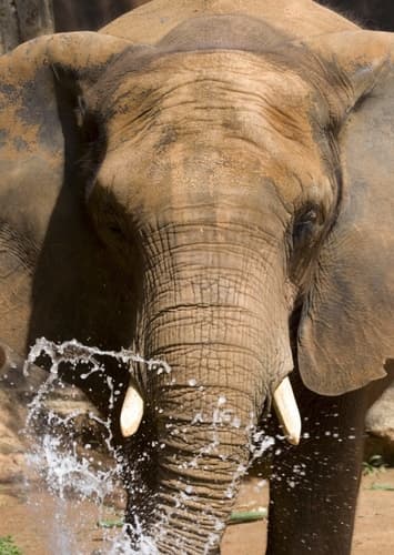 African Elephant