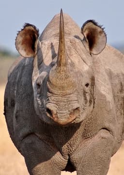 Black Rhinoceros