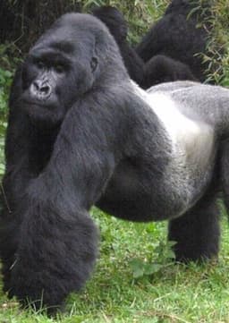 Mountain Gorilla