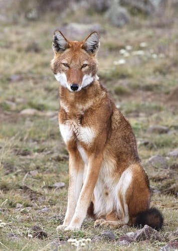 Ethiopian Wolf