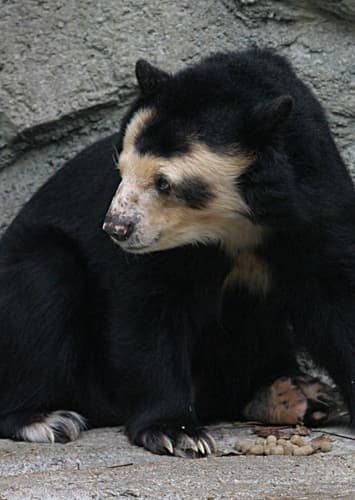 Spectacled Bear