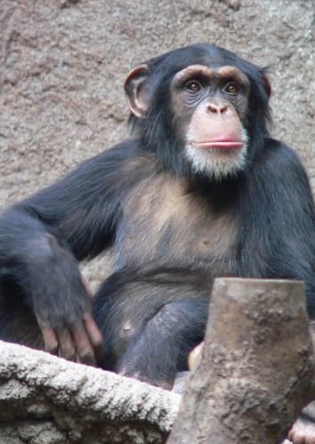 Chimpanzee