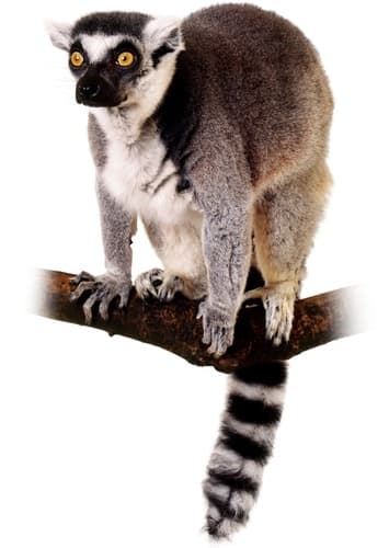 Lemur