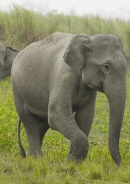 Elephant