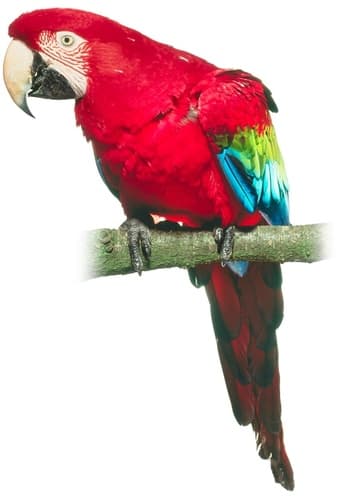 Macaw