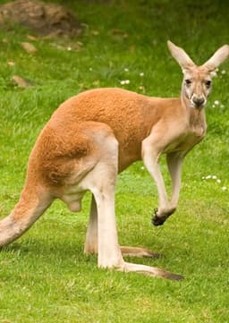 Kangaroo