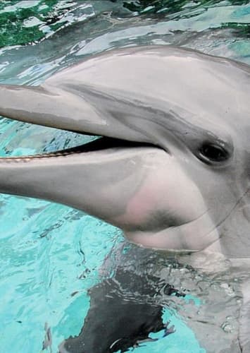 Dolphin
