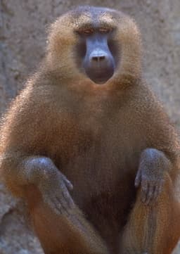 Baboon