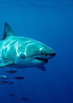 Great White Shark