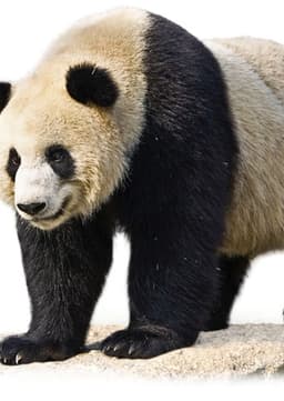 Giant Panda