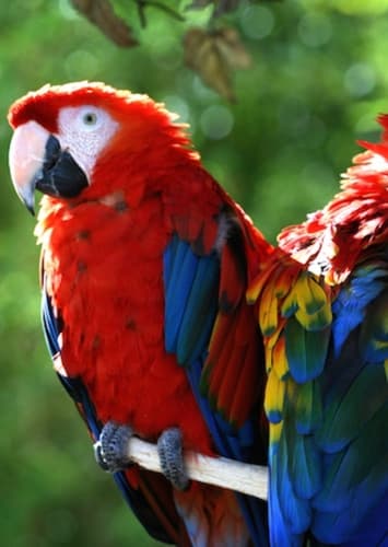 Macaw