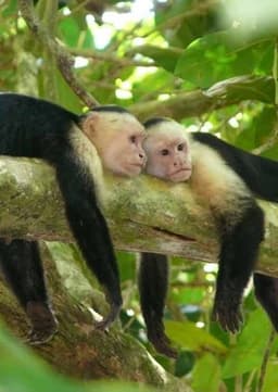 Capuchin Monkey