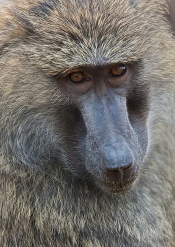 Baboon