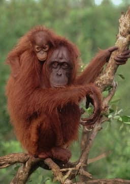 Orangutan