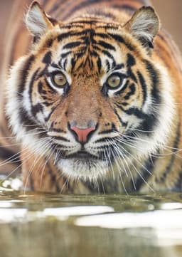 Sumatran Tiger