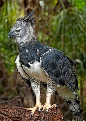 Harpy Eagle
