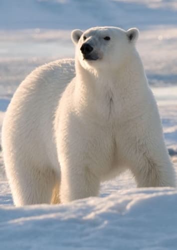 Polar Bear