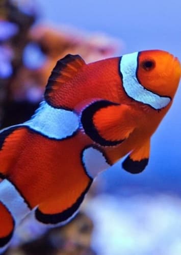 Clownfish