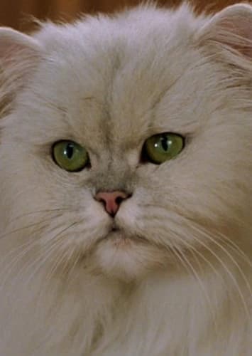Snowbell