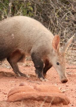 Aardvark