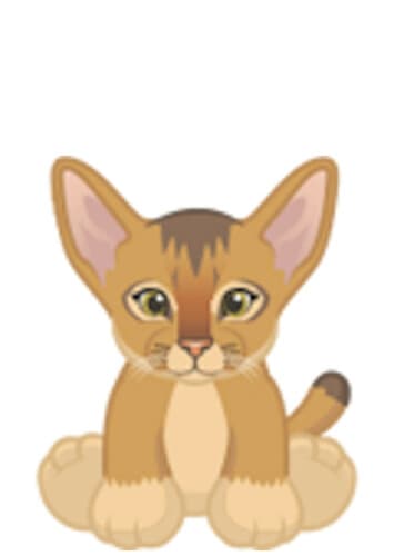 Abyssinian Cat