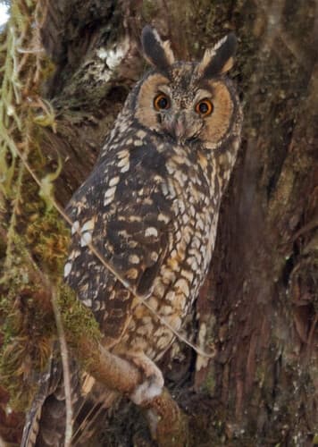 Abyssinian Owl