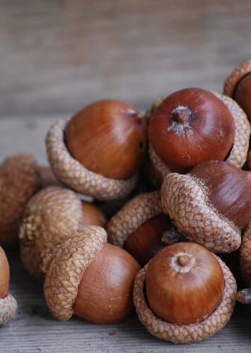 Acorns