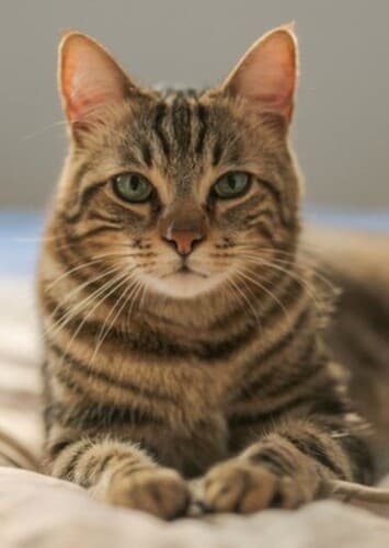 Actors Starring in this Film