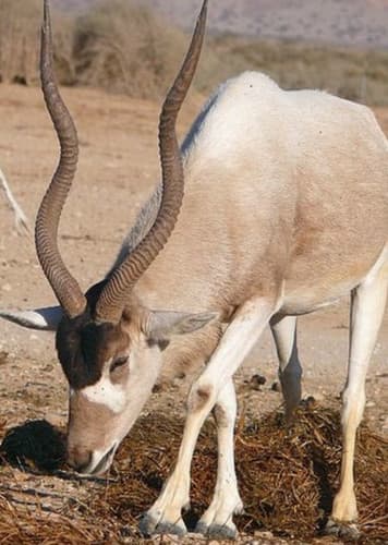 Addax